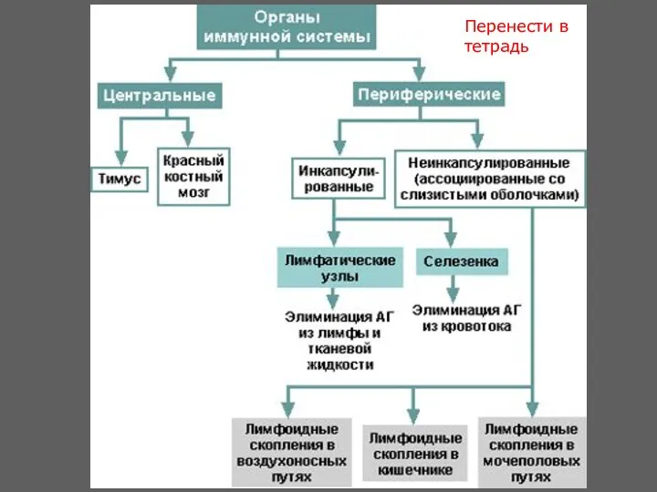 Перенести в тетрадь