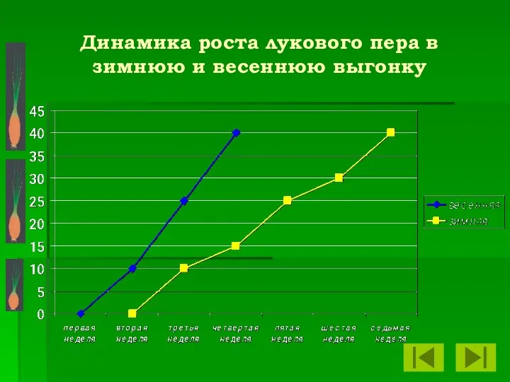 Динамика роста лукового пера в зимнюю и весеннюю выгонку