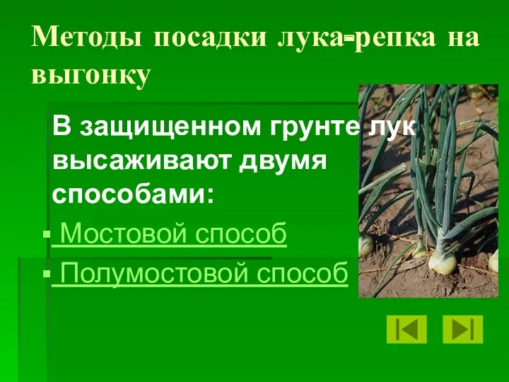 Методы посадки лука-репка на выгонку В защищенном грунте лук высаживают двумя способами: Мостовой способ Полумостовой способ