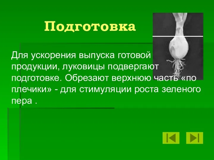 Для ускорения выпуска готовой продукции, луковицы подвергают подготовке. Обрезают верхнюю