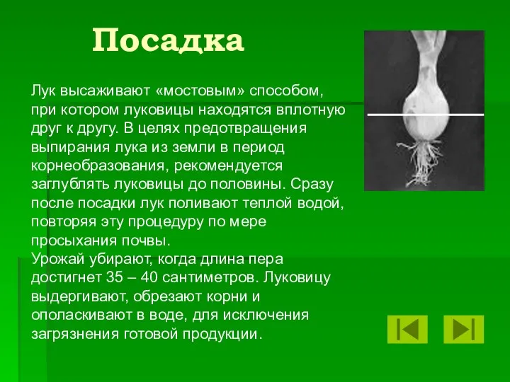 Посадка Лук высаживают «мостовым» способом, при котором луковицы находятся вплотную