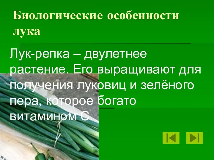 Биологические особенности лука Лук-репка – двулетнее растение. Его выращивают для