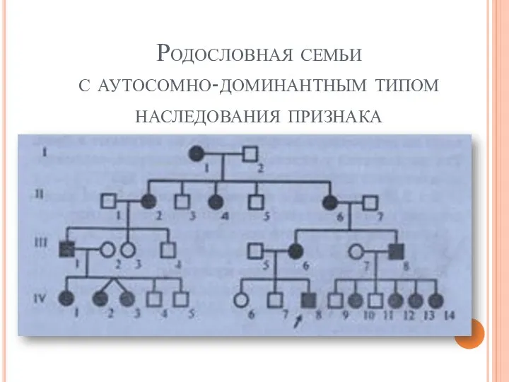 Родословная семьи с аутосомно-доминантным типом наследования признака