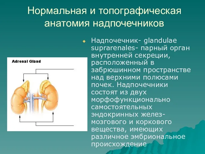 Нормальная и топографическая анатомия надпочечников Надпочечник- glandulae suprarenalеs- парный орган внутренней секреции, расположенный