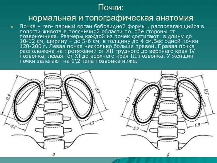 Почки: нормальная и топографическая анатомия Почка – ren- парный орган бобовидной формы ,