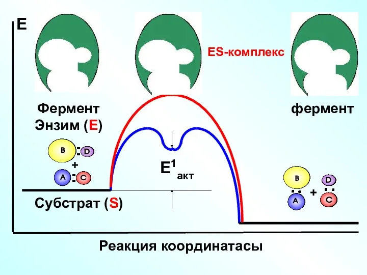 + + E1акт Е Реакция координатасы Фермент Энзим (Е) фермент ES-комплекс Субстрат (S)