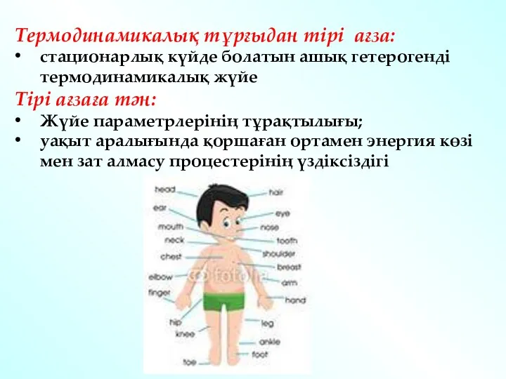 Термодинамикалық тұрғыдан тірі ағза: стационарлық күйде болатын ашық гетерогенді термодинамикалық