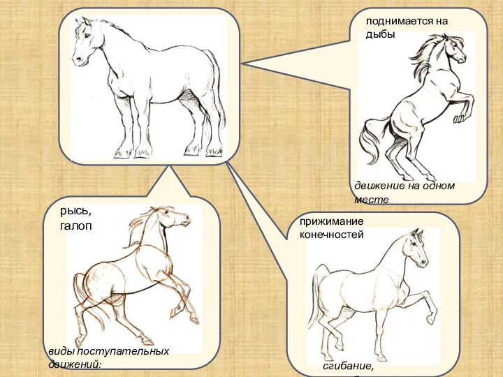 поднимается на дыбы прижимание к туловищу конечностей движение на одном