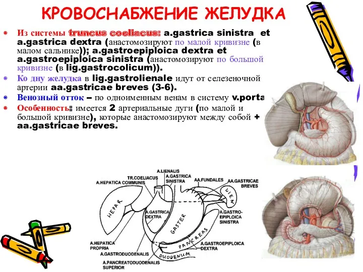 КРОВОСНАБЖЕНИЕ ЖЕЛУДКА Из системы truncus coeliacus: a.gastrica sinistra et a.gastrica dextra (анастомозируют по