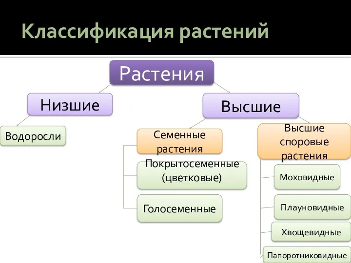 Классификация растений Растения Низшие Высшие Семенные растения Высшие споровые растения