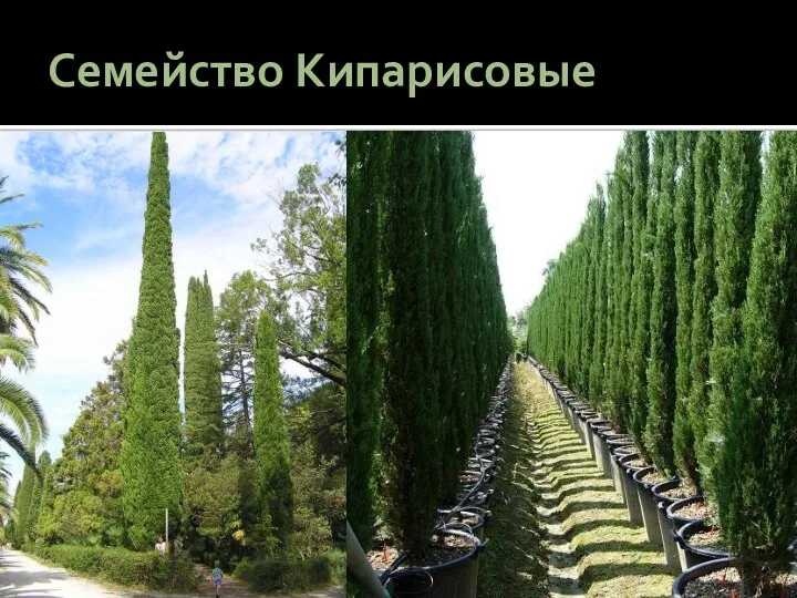 Семейство Кипарисовые