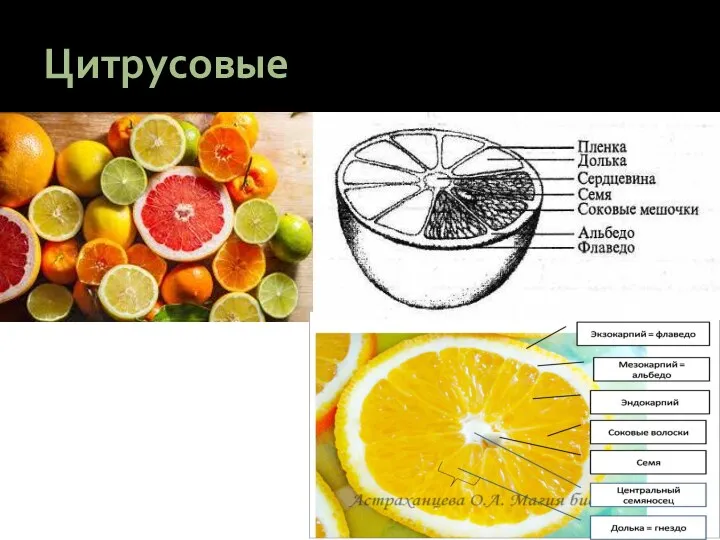 Цитрусовые