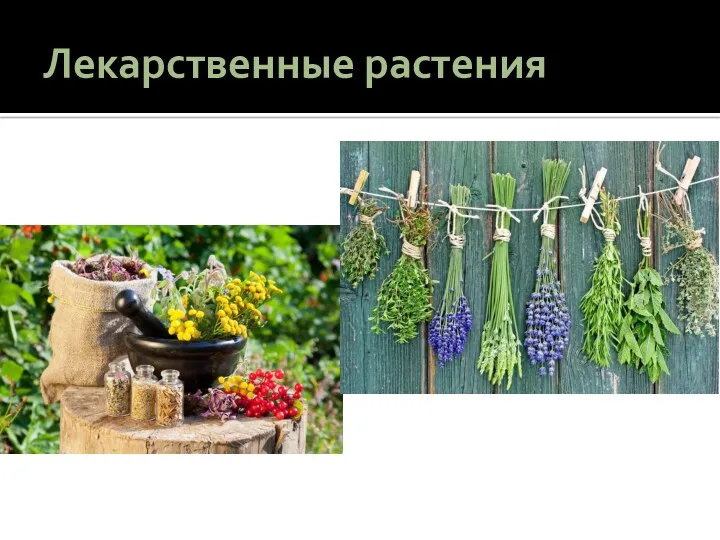 Лекарственные растения