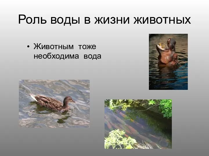 Роль воды в жизни животных Животным тоже необходима вода