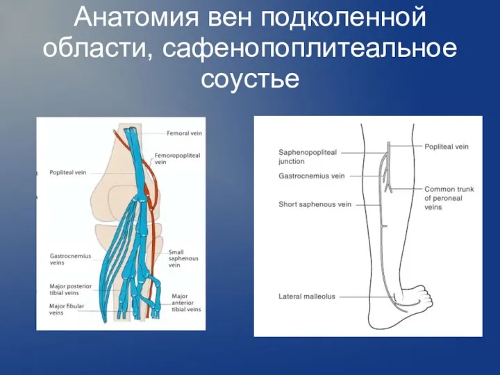 Анатомия вен подколенной области, сафенопоплитеальное соустье