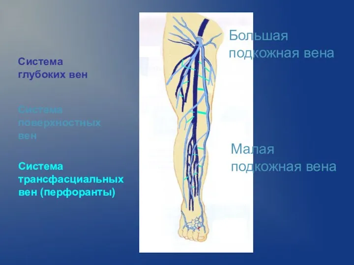 Система глубоких вен Система поверхностных вен Система трансфасциальных вен (перфоранты) Большая подкожная вена Малая подкожная вена