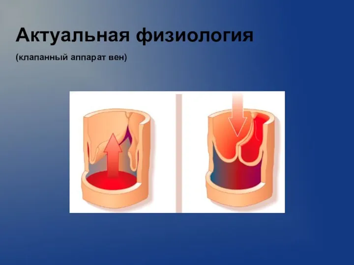 Актуальная физиология (клапанный аппарат вен)