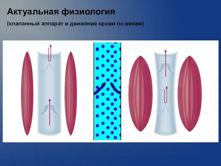 Актуальная физиология (клапанный аппарат и движение крови по венам)