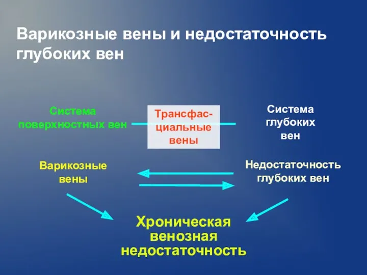 Варикозные вены и недостаточность глубоких вен Система глубоких вен Система