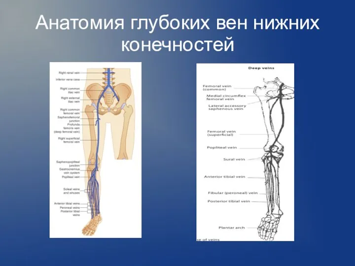 Анатомия глубоких вен нижних конечностей