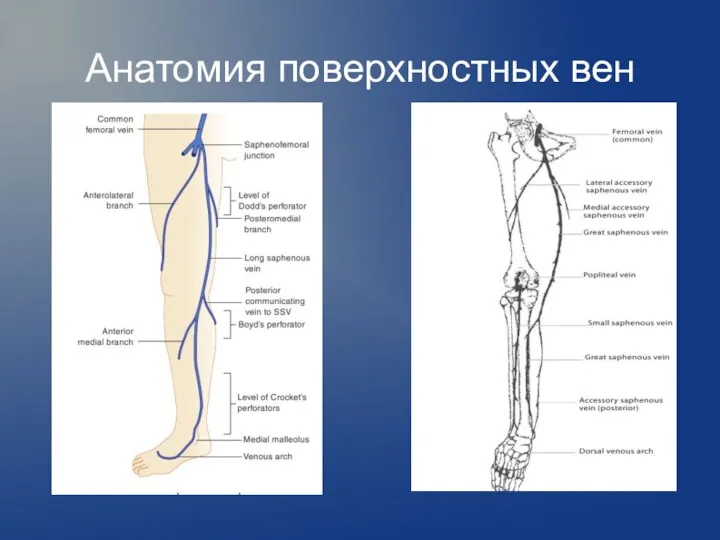 Анатомия поверхностных вен