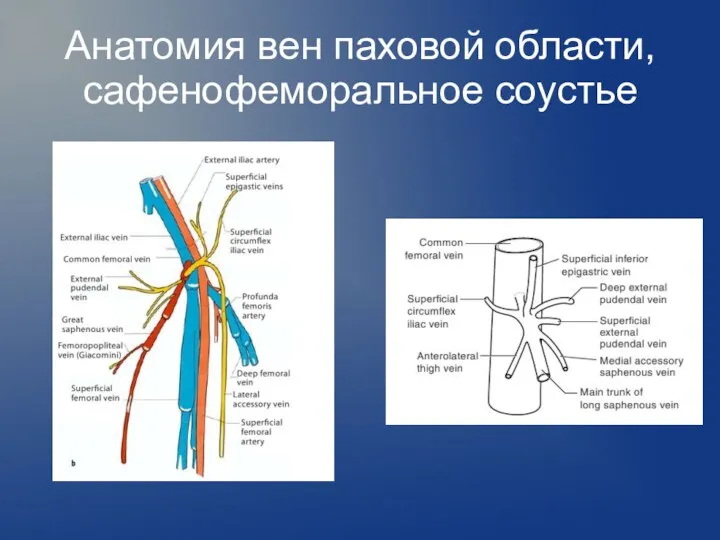 Анатомия вен паховой области, сафенофеморальное соустье