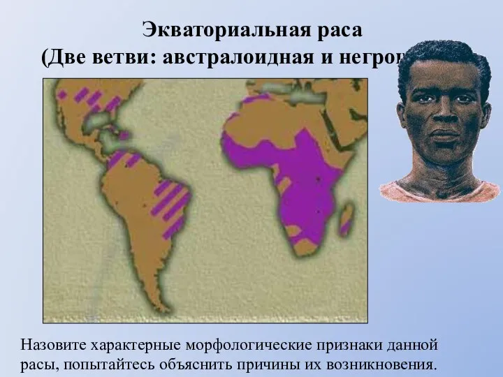 Экваториальная раса (Две ветви: австралоидная и негроидная) Назовите характерные морфологические признаки данной расы,