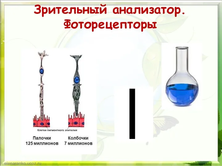 Зрительный анализатор. Фоторецепторы