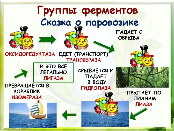 Группы ферментов Сказка о паровозике ОКСИДОРЕДУКТАЗА ЕДЕТ (ТРАНСПОРТ) ТРАНСФЕРАЗА ПАДАЕТ