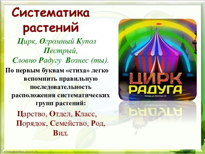 Систематика растений Цирк, Огромный Купол Пестрый, Словно Радугу Вознес (ты).