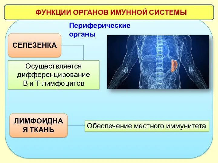 ФУНКЦИИ ОРГАНОВ ИМУННОЙ СИСТЕМЫ СЕЛЕЗЕНКА Осуществляется дифференцирование В и Т-лимфоцитов