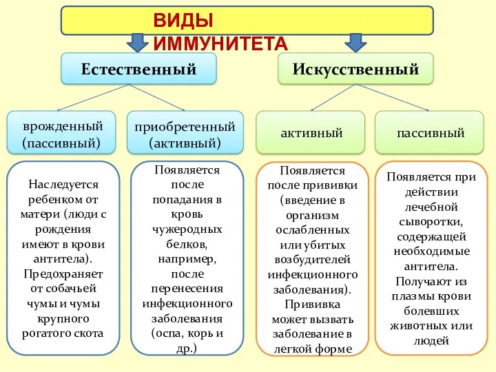 Естественный Искусственный врожденный (пассивный) приобретенный (активный) активный пассивный Наследуется ребенком