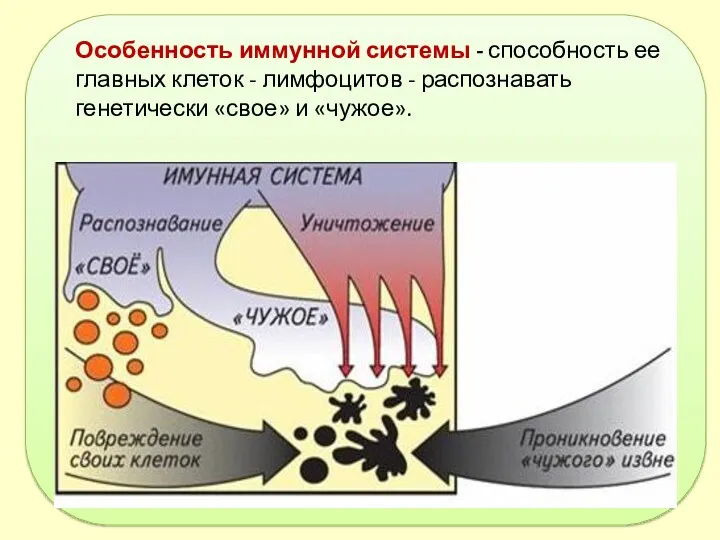 Особенность иммунной системы - способность ее главных клеток - лимфоцитов - распознавать генетически «свое» и «чужое».