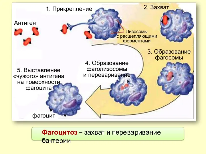 Фагоцитоз – захват и переваривание бактерии