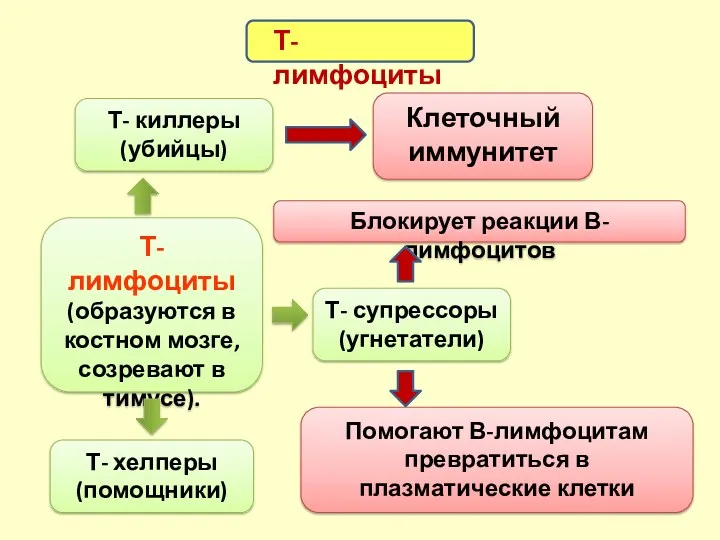 Т-лимфоциты Т-лимфоциты (образуются в костном мозге, созревают в тимусе). Т-