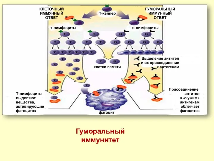 Гуморальный иммунитет