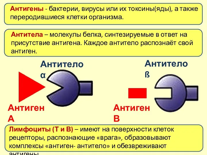 Антигены - бактерии, вирусы или их токсины(яды), а также переродившиеся