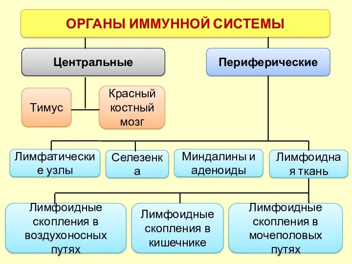 ОРГАНЫ ИММУННОЙ СИСТЕМЫ Центральные Периферические Тимус Красный костный мозг Лимфатические