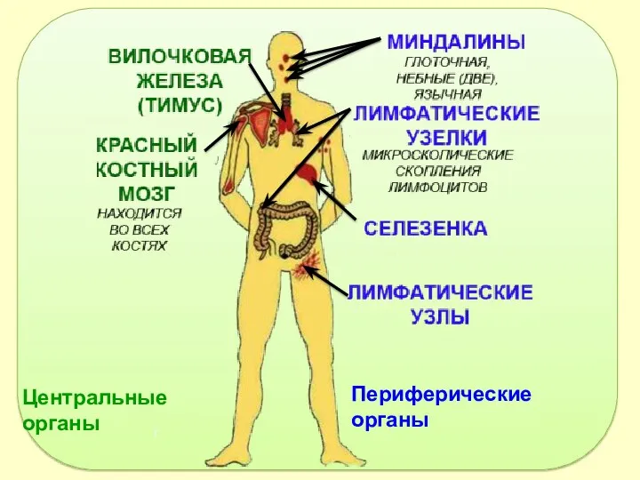 Центральные органы Периферические органы