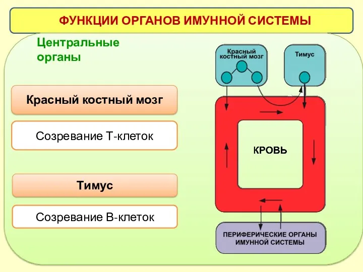 ФУНКЦИИ ОРГАНОВ ИМУННОЙ СИСТЕМЫ Центральные органы