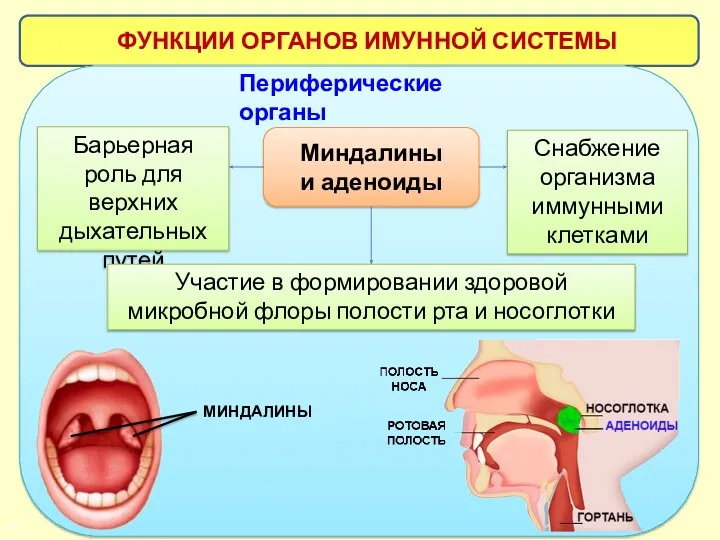 ФУНКЦИИ ОРГАНОВ ИМУННОЙ СИСТЕМЫ Миндалины и аденоиды Барьерная роль для