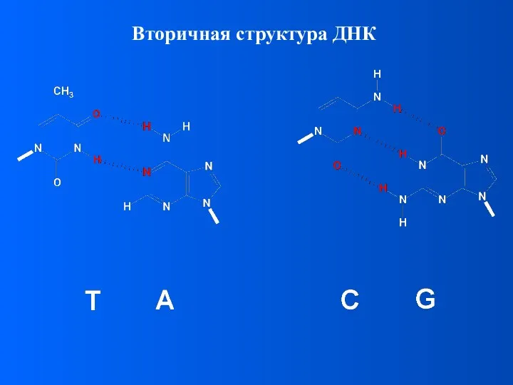 Вторичная структура ДНК