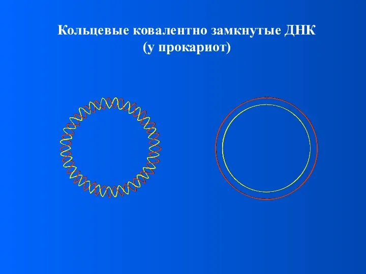 Кольцевые ковалентно замкнутые ДНК (у прокариот)