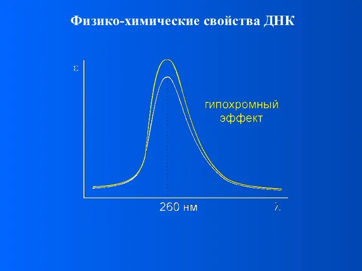 Физико-химические свойства ДНК