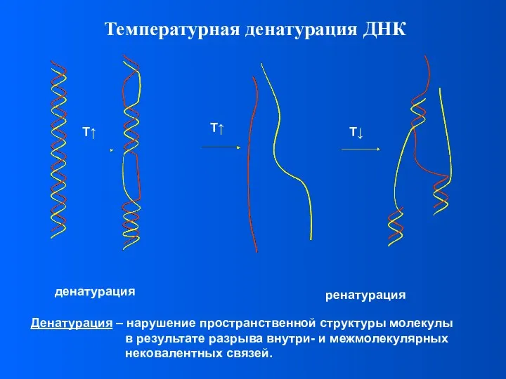 Температурная денатурация ДНК Денатурация – нарушение пространственной структуры молекулы в