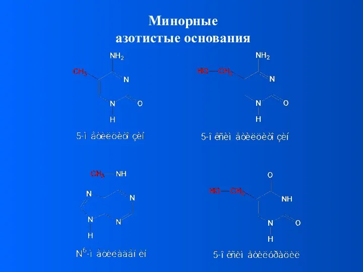 Минорные азотистые основания