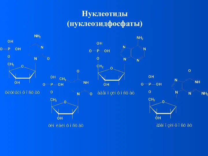 Нуклеотиды (нуклеозидфосфаты)