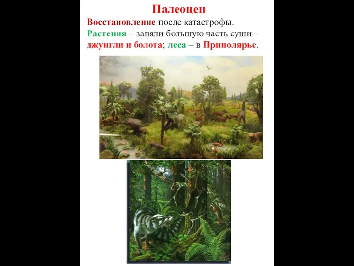 Палеоцен Восстановление после катастрофы. Растения – заняли большую часть суши