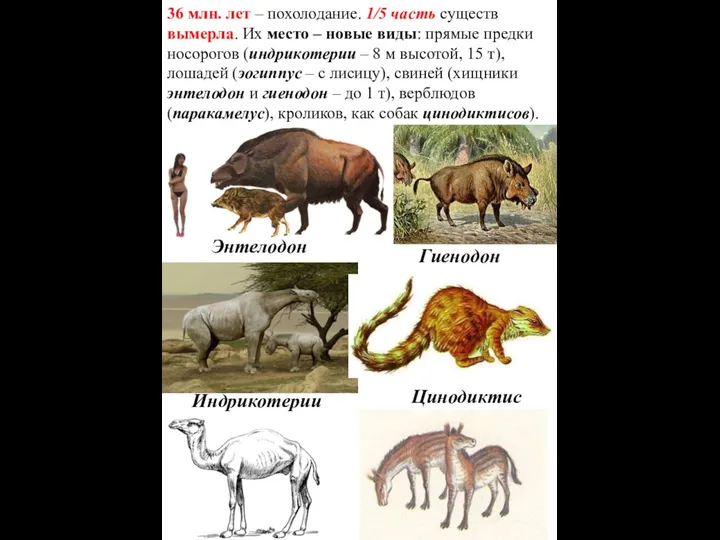 36 млн. лет – похолодание. 1/5 часть существ вымерла. Их