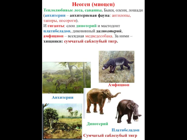 Сумчатый саблезубый тигр Неоген (миоцен) Теплолюбивые леса, саванны. Быки, олени,